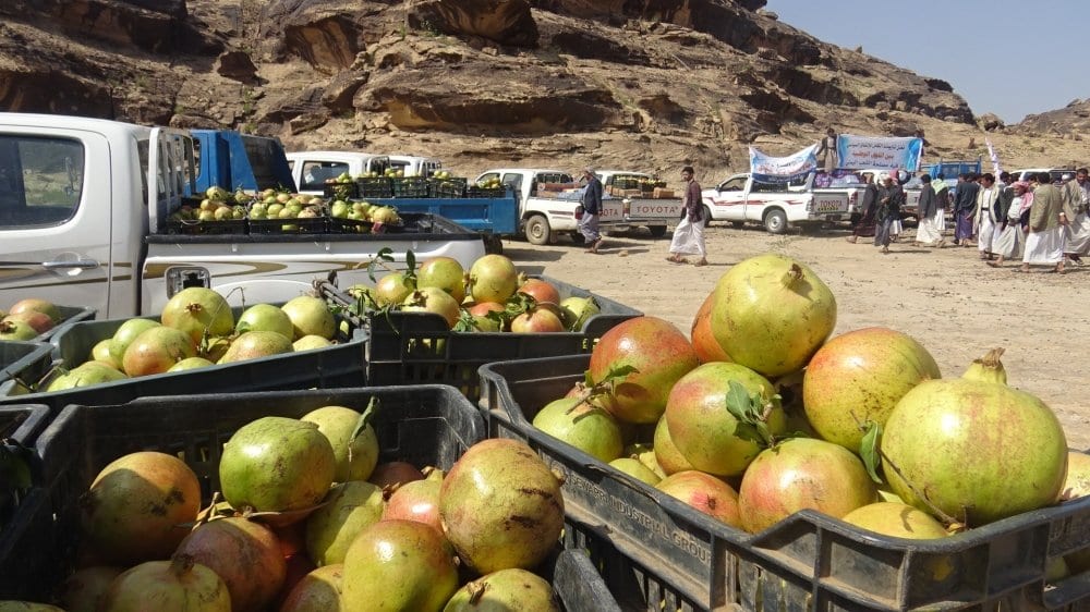 السعودية تحظر استيراد الرمان اليمني بسبب المبيدات